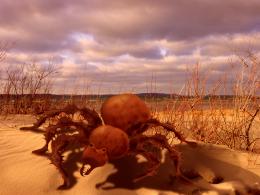 Sand(SIX LEG)Spider